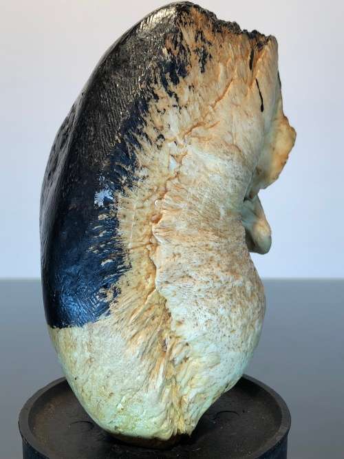 A Rare 19th Century Scrimshaw Hand Painted Whale Ear Bone