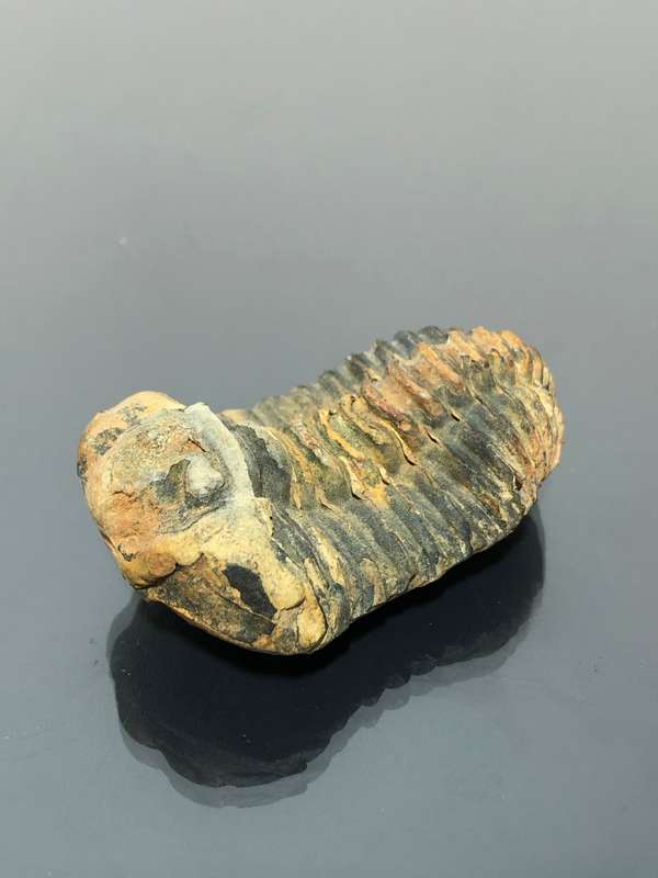 Arthropod Cambrian Trilobite Fossil Great Collector Piece