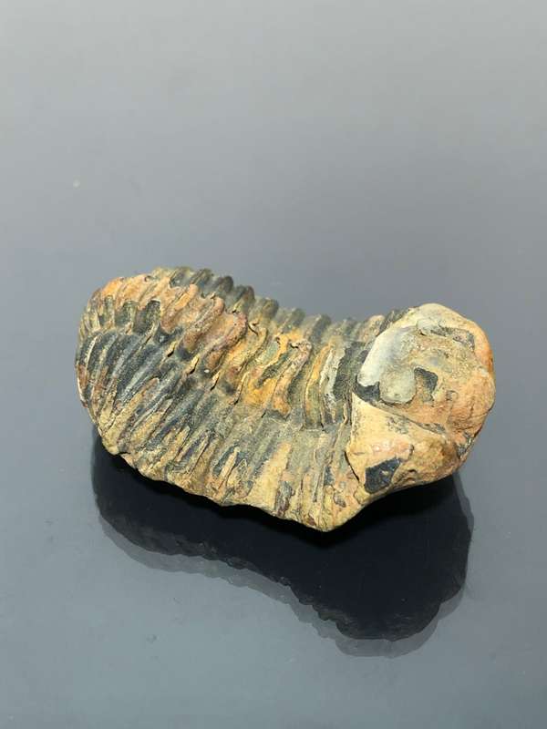 Arthropod Cambrian Trilobite Fossil Great Collector Piece