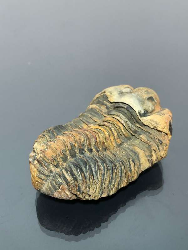 Arthropod Cambrian Trilobite Fossil Great Collector Piece
