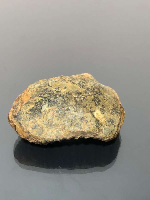 Arthropod Cambrian Trilobite Fossil Great Collector Piece