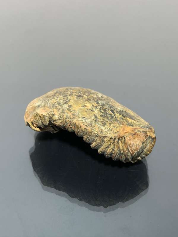 Arthropod Cambrian Trilobite Fossil Great Collector Piece