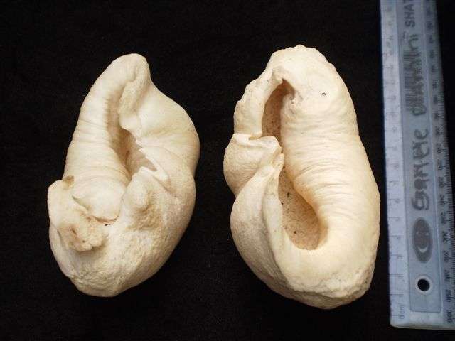 Sperm Whale Eardrums