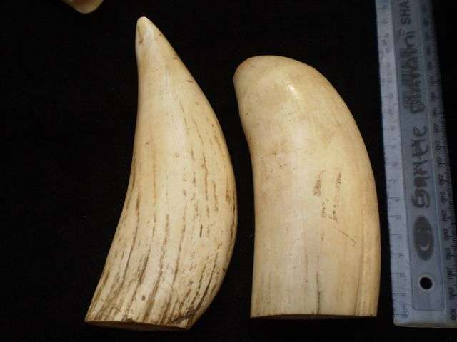 Sperm Whale Teeth
