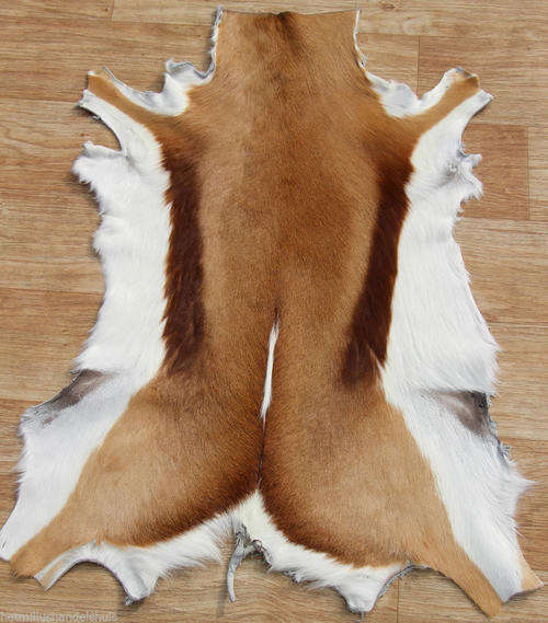 GENUINE SPRINGBOK HIDE -GRADED -VERY BEAUTIFUL-NOW ON AUCTION