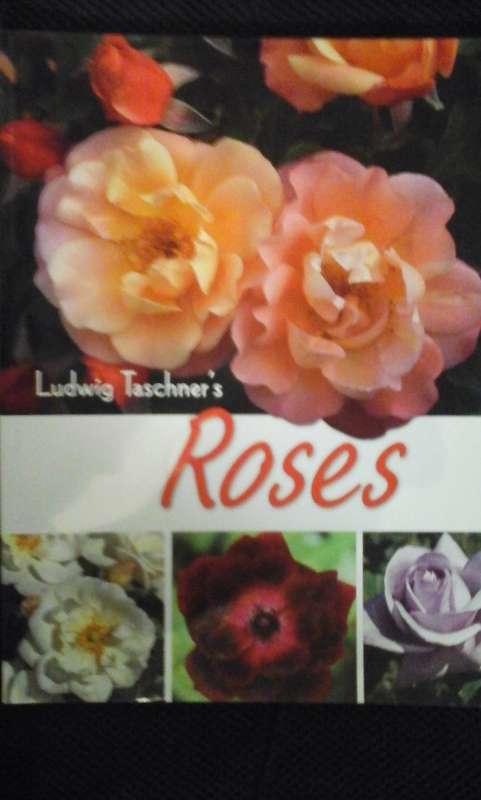 Ludwig Taschner's Roses