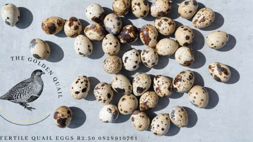 Fertile Quail Eggs 30`s