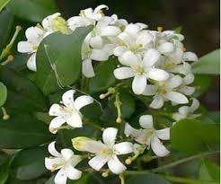 Jasmine 5% Essential Oil10 ml (1/3 oz). 100% Pure - SCENTSHILL