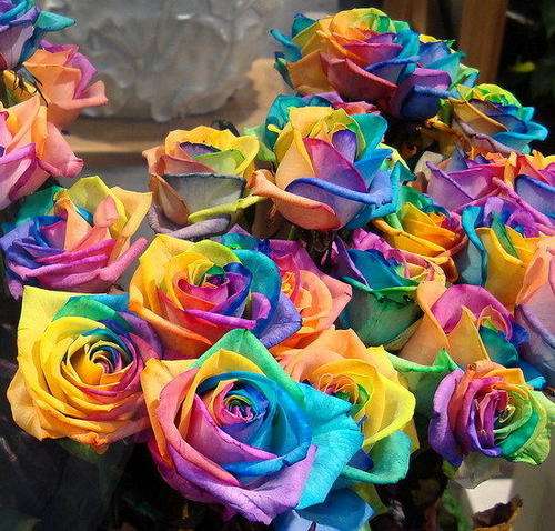 Rose Seeds (10 Seeds)