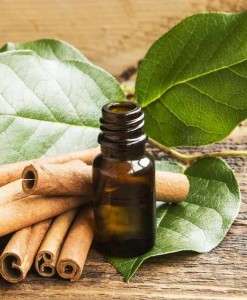 Cinnamon Leaf Essential Oil10 ml (1/3 oz). 100% Pure, Undiluted - SCENTSHILL