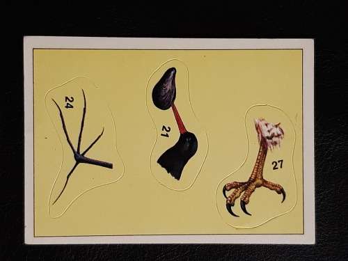 Figurine Panini Birds Sticker #300 (1979)