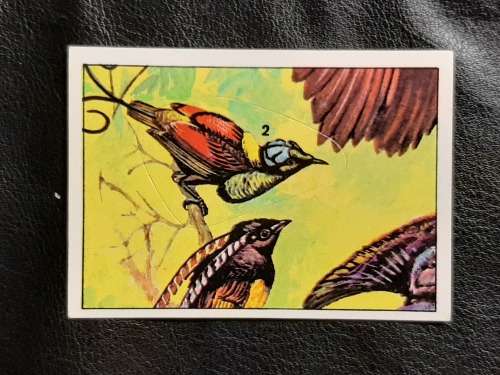 Figurine Panini Birds Sticker #284 (1979)