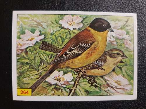 Figurine Panini Birds Sticker #264 (1979)