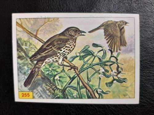Figurine Panini Birds Sticker #255 (1979)