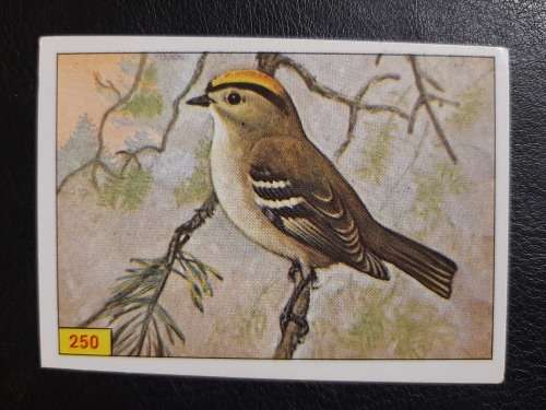 Figurine Panini Birds Sticker #250 (1979)