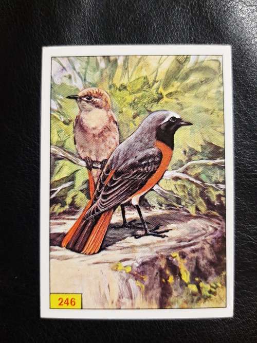 Figurine Panini Birds Sticker #246 (1979)