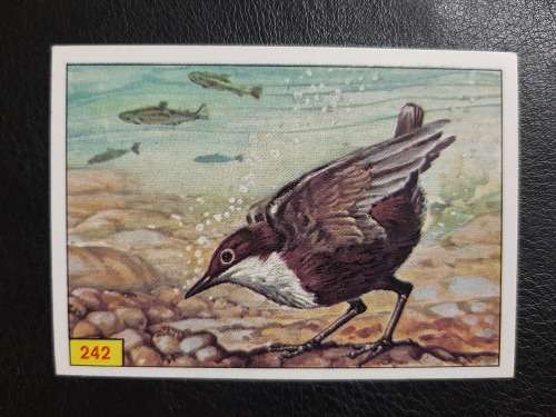 Figurine Panini Birds Sticker #242 (1979)