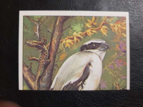 Figurine Panini Birds Sticker #239 (1979)