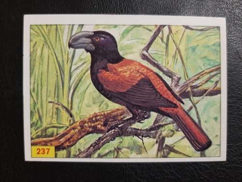 Figurine Panini Birds Sticker #237 (1979)
