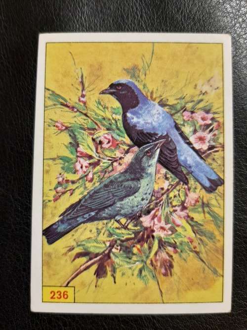 Figurine Panini Birds Sticker #236 (1979)