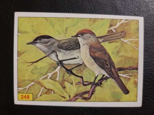 Figurine Panini Birds Sticker #248 (1979)