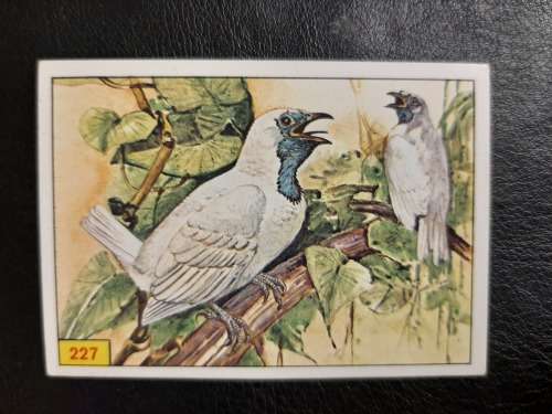 Figurine Panini Birds Sticker #227 (1979)