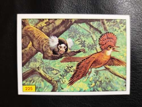 Figurine Panini Birds Sticker #225 (1979)