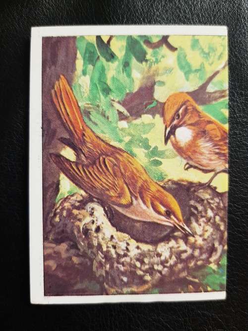 Figurine Panini Birds Sticker #221 (1979)