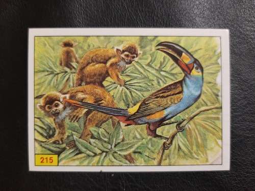 Figurine Panini Birds Sticker #215 (1979)