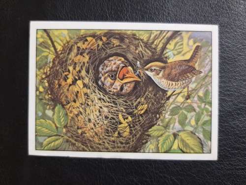 Figurine Panini Birds Sticker #183 (1979)
