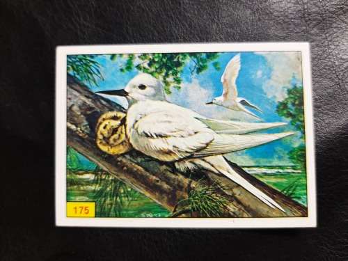 Figurine Panini Birds Sticker #175 (1979)