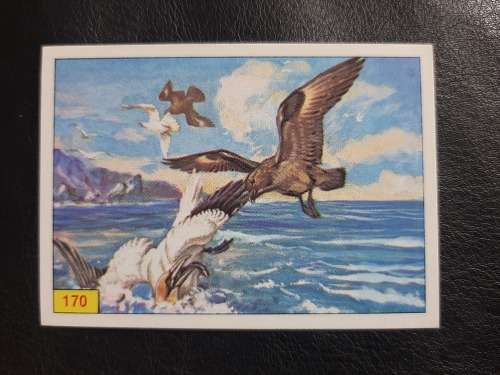 Figurine Panini Birds Sticker #170 (1979)