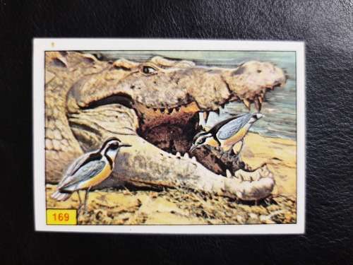 Figurine Panini Birds Sticker #169 (1979)