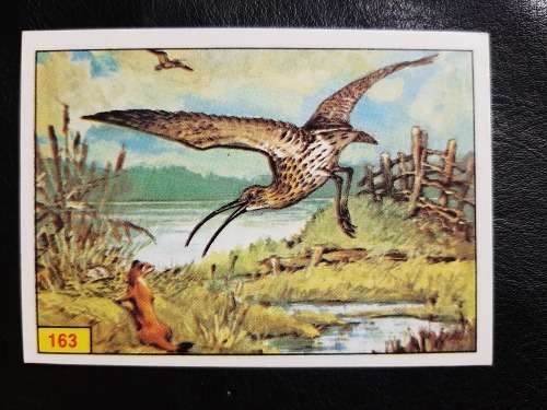 Figurine Panini Birds Sticker #163 (1979)