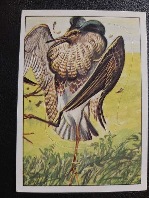 Figurine Panini Birds Sticker #160 (1979)