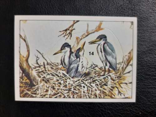 Figurine Panini Birds Sticker #148 (1979)