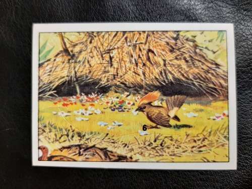 Figurine Panini Birds Sticker #143 (1979)