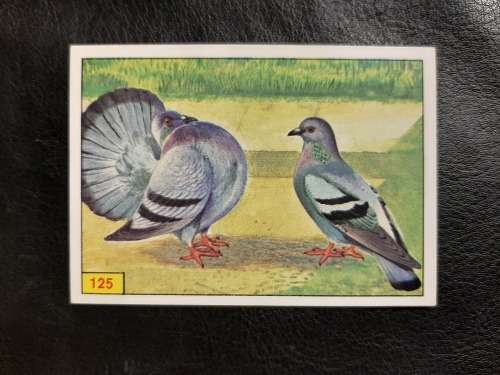 Figurine Panini Birds Sticker #125 (1979)