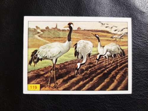 Figurine Panini Birds Sticker #119 (1979)