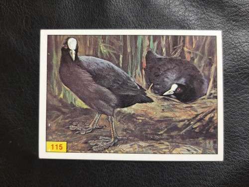 Figurine Panini Birds Sticker #115 (1979)