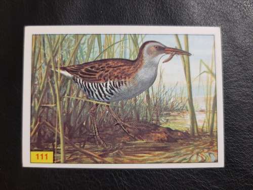 Figurine Panini Birds Sticker #111(1979)
