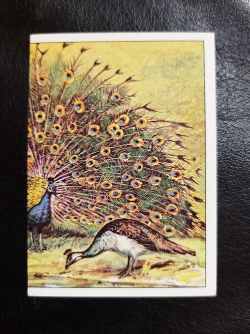 Figurine Panini Birds Sticker #105 (1979)
