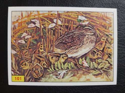 Figurine Panini Birds Sticker #101 (1979)