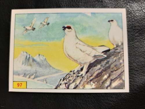Figurine Panini Birds Sticker #97 (1979)