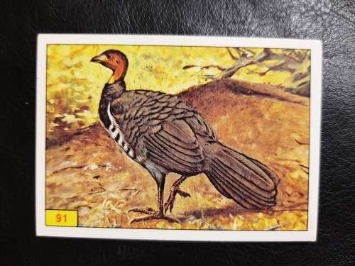 Figurine Panini Birds Sticker #91 (1979)