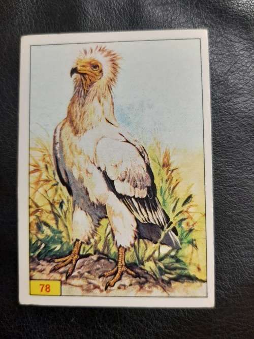 Figurine Panini Birds Sticker #78 (1979)
