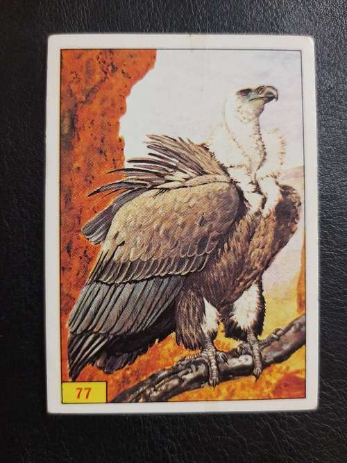 Figurine Panini Birds Sticker #77 (1979)