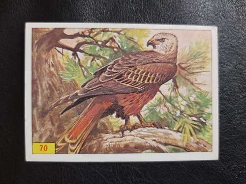 Figurine Panini Birds Sticker #70 (1979)