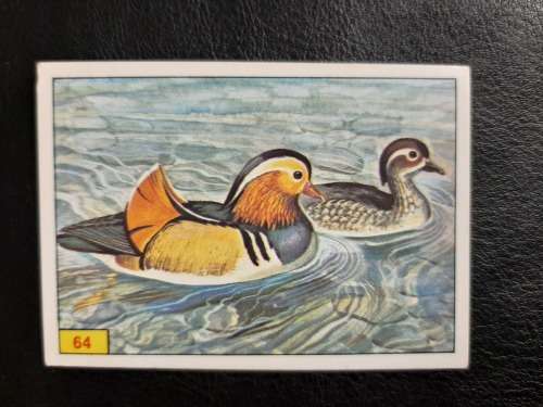 Figurine Panini Birds Sticker #64 (1979)