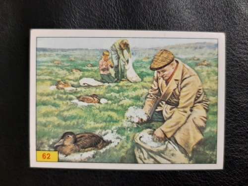 Figurine Panini Birds Sticker #62 (1979)